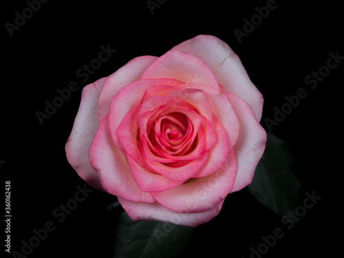 pink  rose isolated on black background  valentines day  
