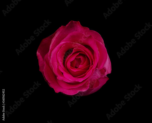 red rose isolated on black background, valentines day 
