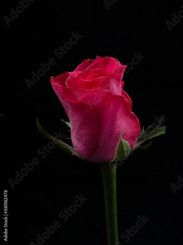 red rose isolated on black background  valentines day 