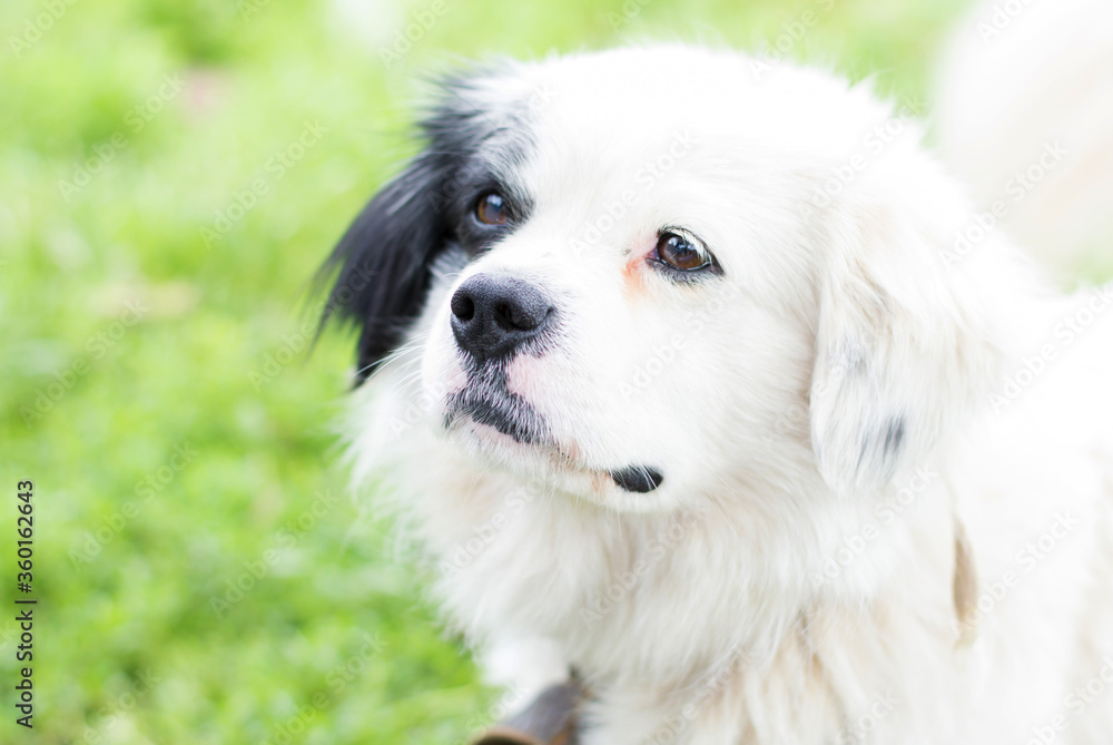 Close-up portrait of a sad dog. Pets, dogs