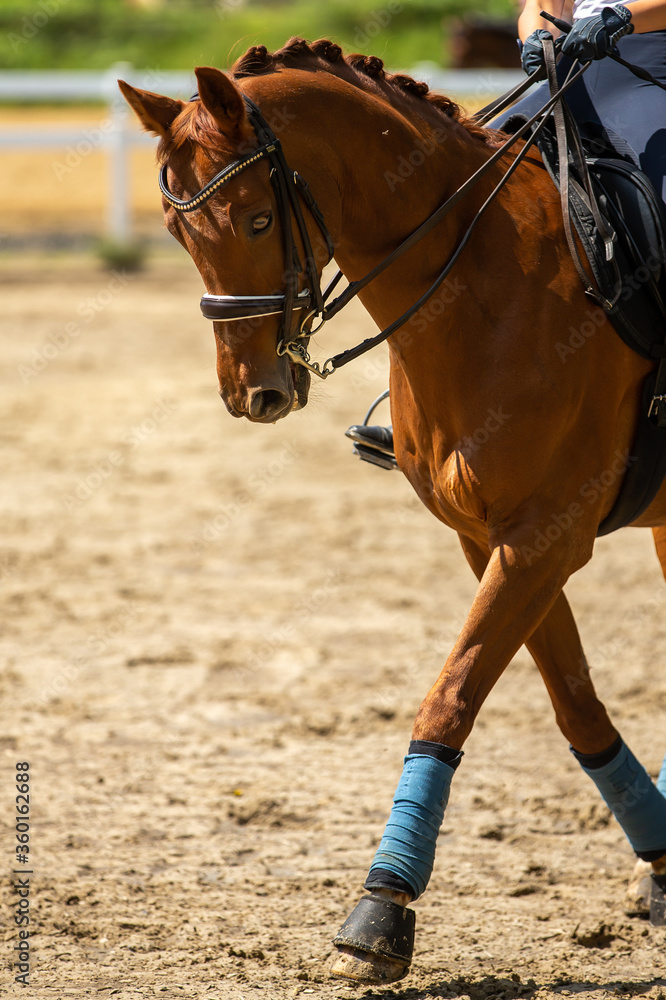 Obraz premium Dressage horse Fox trotting with rider, head portrait with focus on the horse's head..