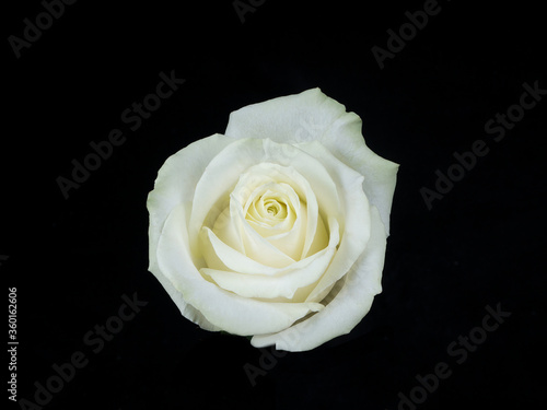 White rose isolated on black background
