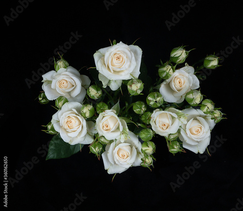 White rose isolated on black background 