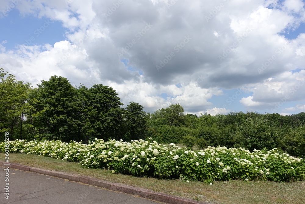 Hedge of flowering white hydrangeas in June