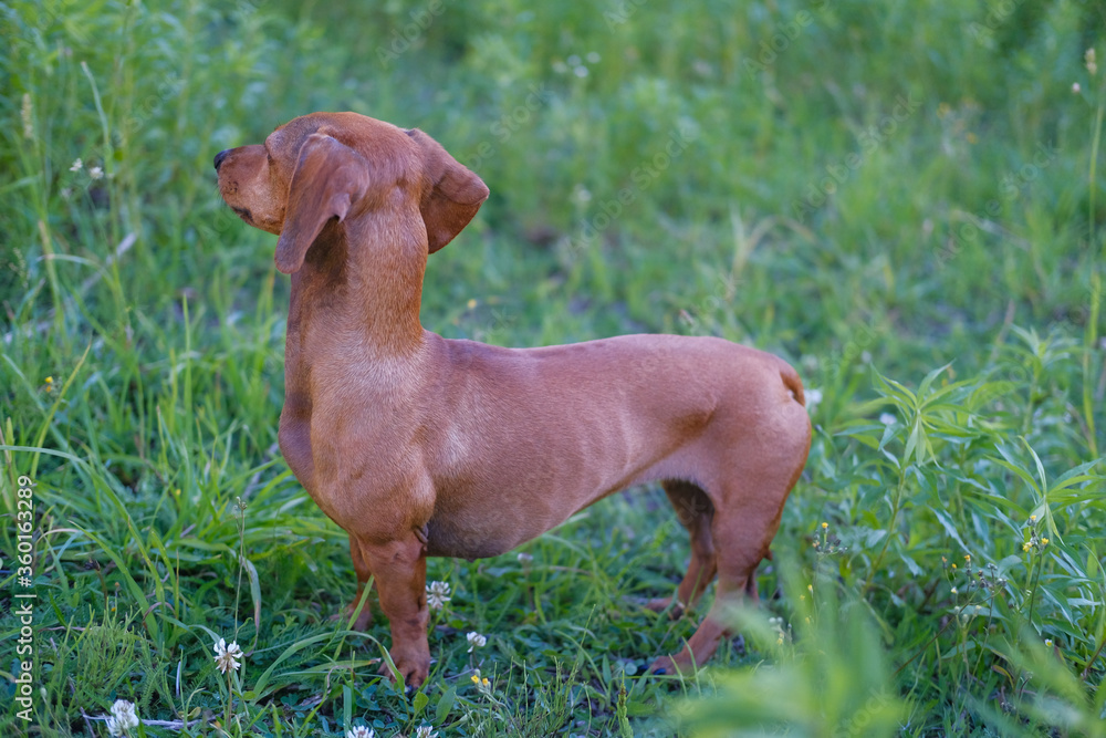 Dachshund puppy walking in the park, summer day, selective focus Dachshund puppy walking in the park, summer day, selective focus