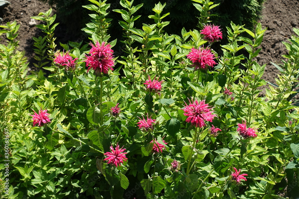 Bright pink flowers of monarda in mid June Bright pink flowers of monarda in mid June