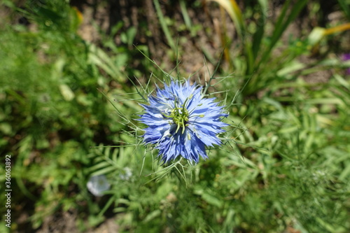 Close view of one blue flower of Nigella damascena in June