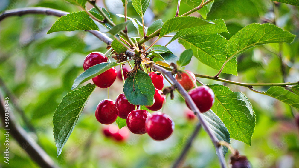 Kirschen am Baum im Garten Kirschen am Baum im Garten
