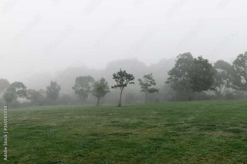 Foggy view around tree in the hill. Foggy view around tree in the hill.