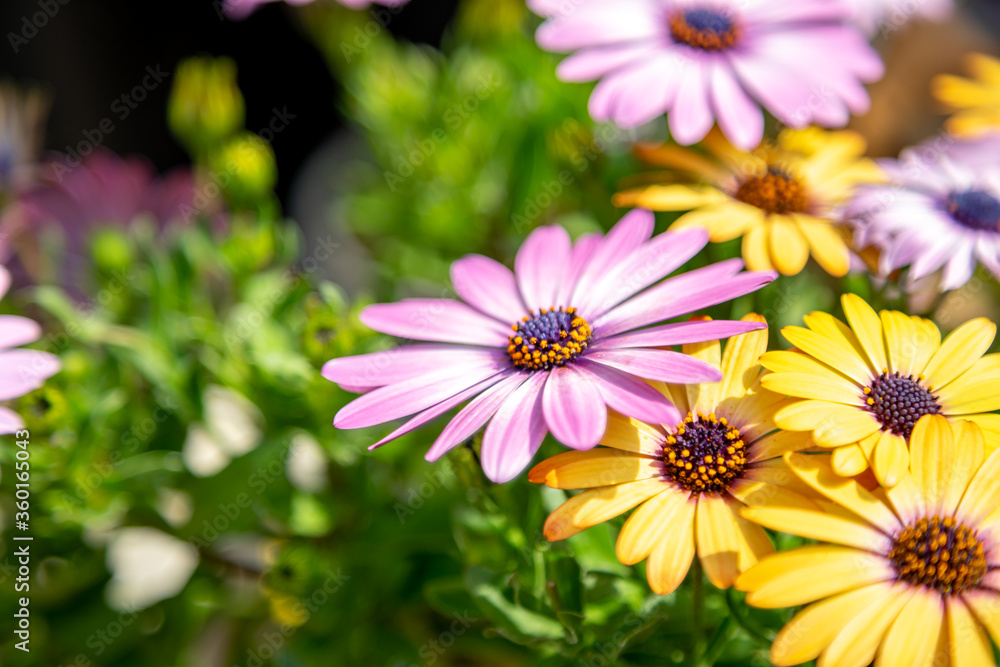 Obraz premium デイジーの花 春のイメージ