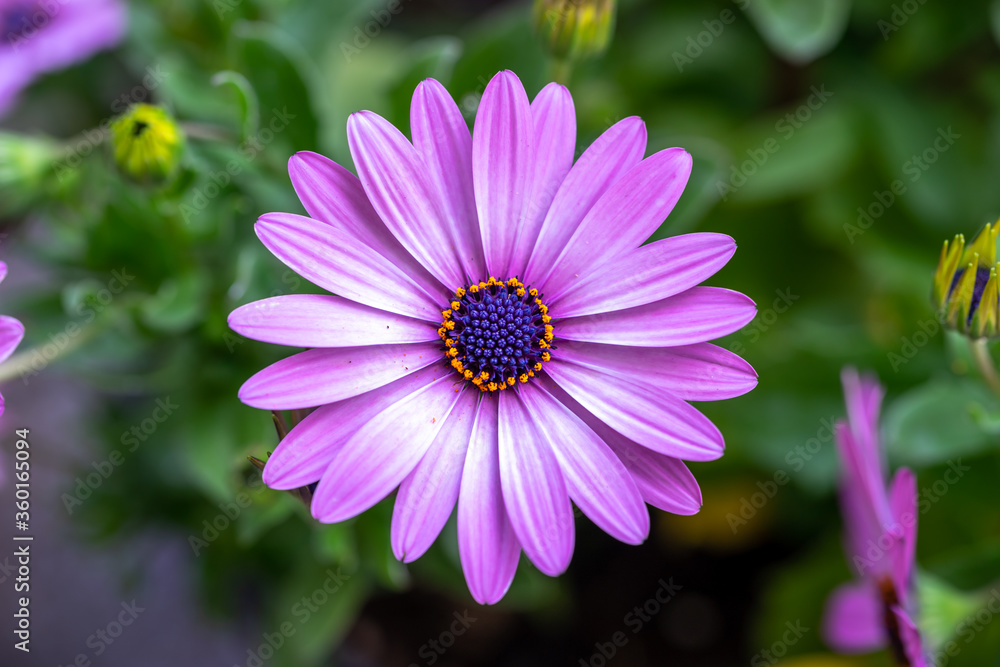 Fototapeta premium デイジーの花 春のイメージ