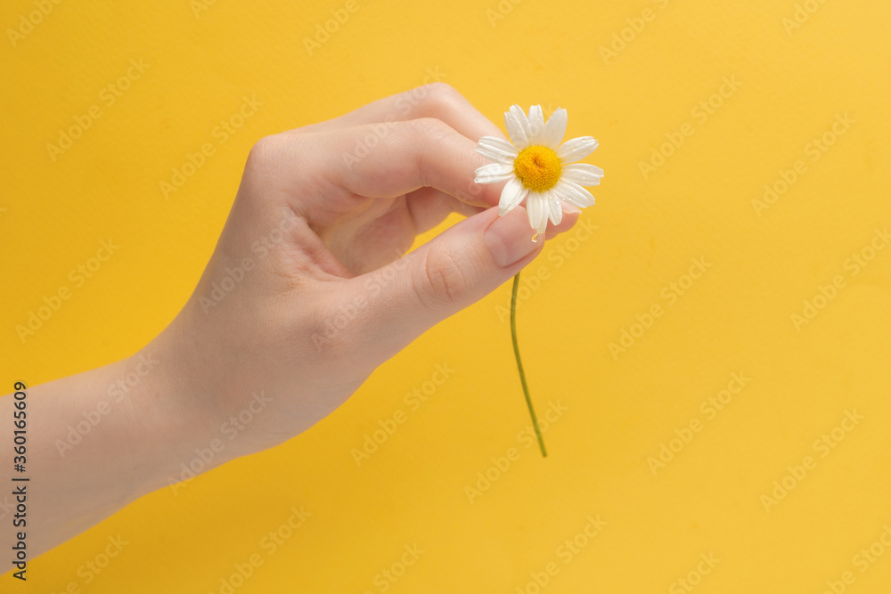 Little Daisie in woman hand on a yellow Little Daisie in woman hand on a yellow