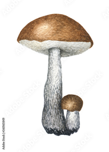 Watercolor mushroom. Hand drawn Porcini or Boletus edulis isolated on white background. Illustration for posters, books, decoration, package, menu