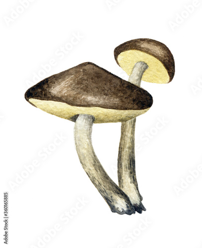 Watercolor mushroom. Hand drawn Leccinum edulis isolated on white background. Illustration for posters, books, decoration, package, menu