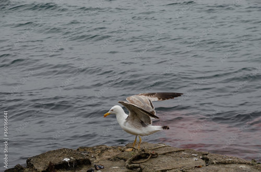 seagull on the beach seagull on the beach