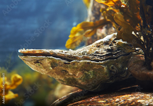 Photos Living oyster under the sea water. Closeup.
