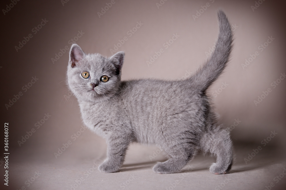 Blue british shorthair kitten