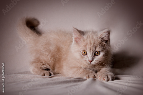 British shorthair kitten playing with backdrop