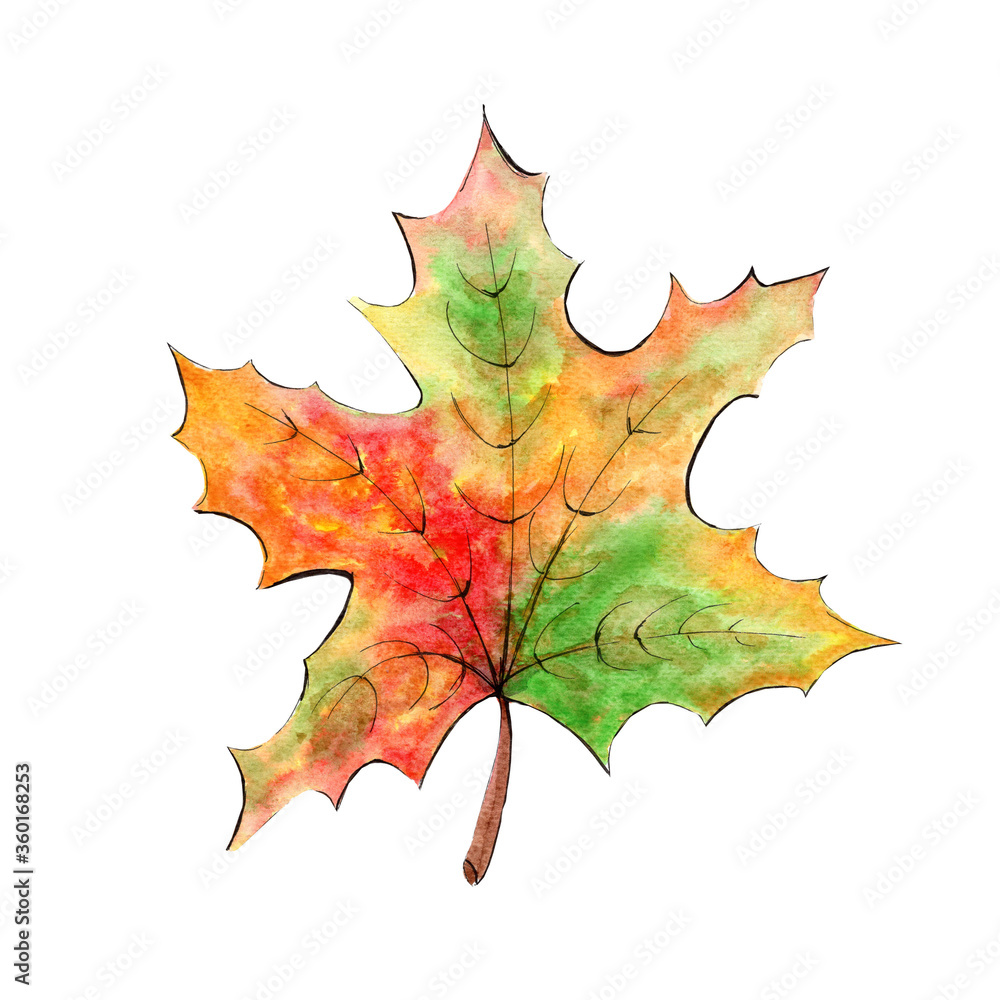 Fototapeta premium Hand drawn watercolor maple leaf, autumn fall illustration.