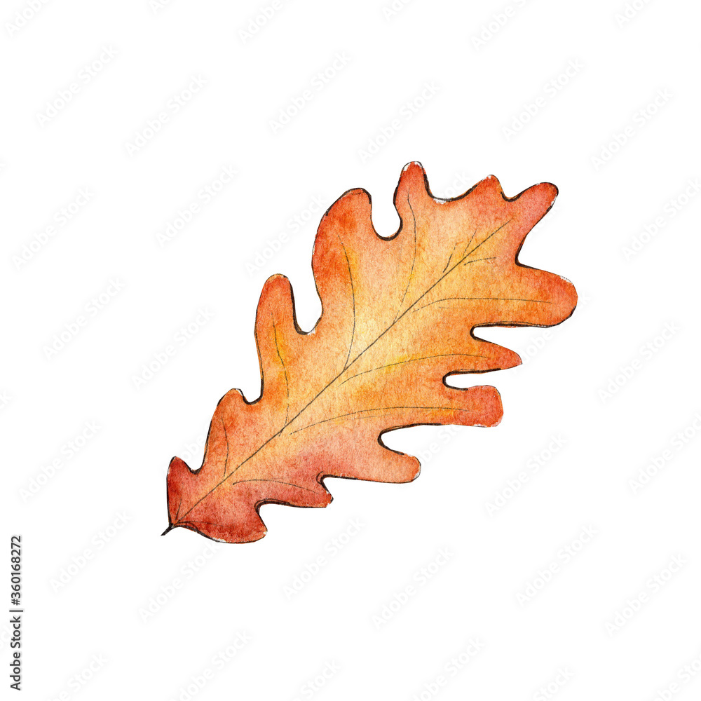 Fototapeta premium Hand drawn watercolor oak leaf, autumn fall illustration