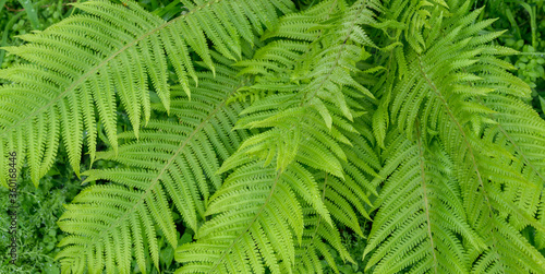 Green fern leaves in the forest.