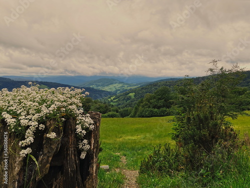 Poland Wierchomla. A view of the mountains in the foreground white flowers.