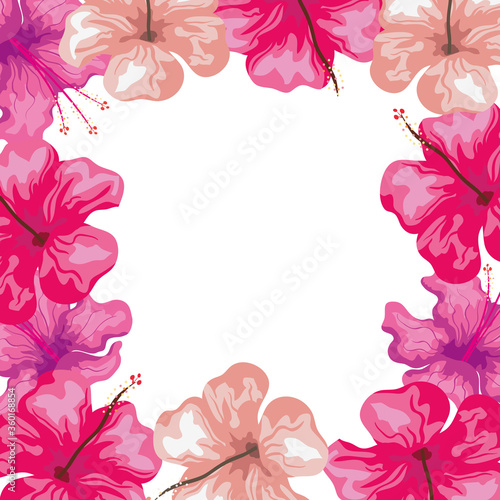 frame of hibiscus flowers pink color, tropical nature, spring summer botanical vector illustration design