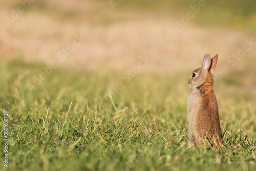 rabbit in the grass © Mel