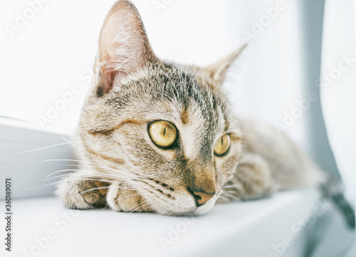 Cute ginger tabby cat lying on windowsill, close-up of muzzle.