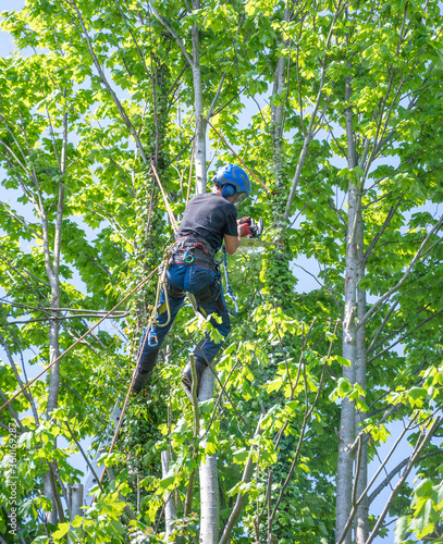 A Tree Surgeon or Arborist using safety ropes and a chainsaw working up a tree.