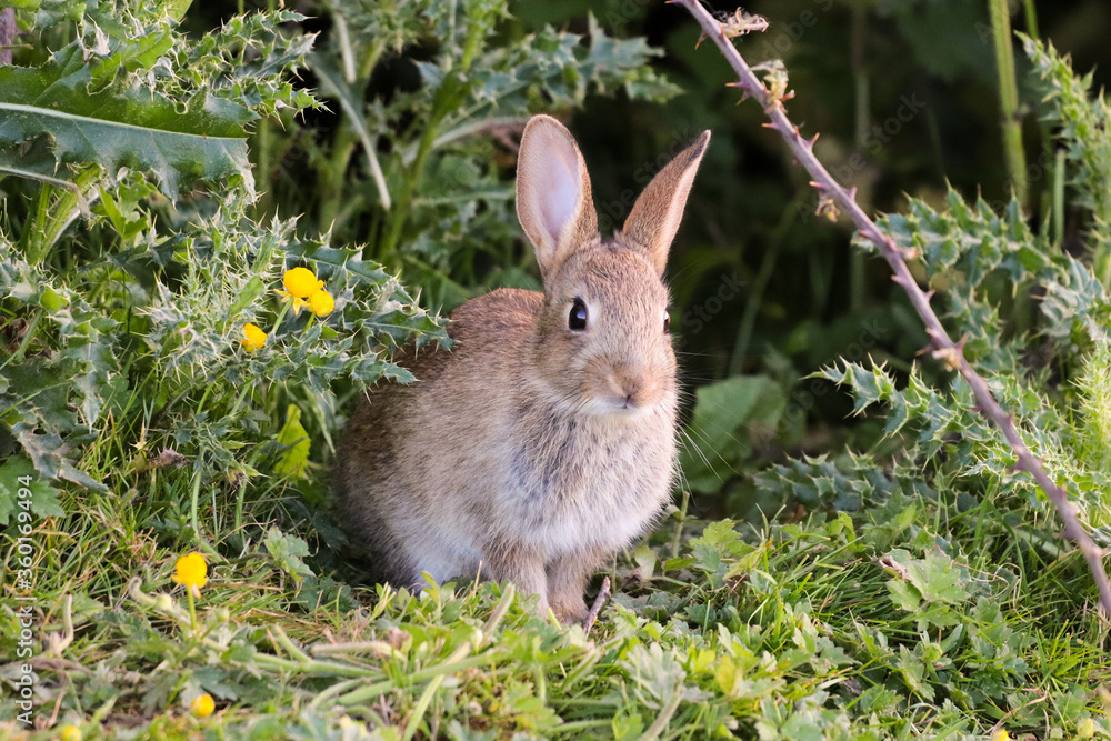 Fototapeta premium rabbit in the grass