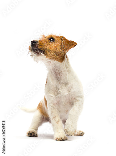 puppy looks up on a white background, jack russell terrier