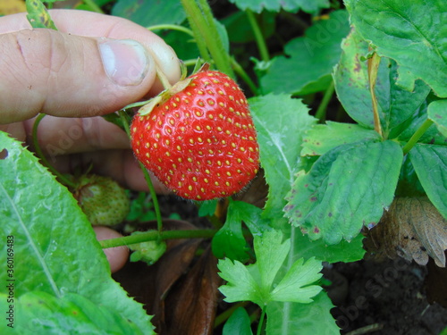 
ripe strawberries in the garden