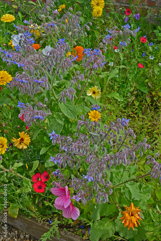 A colourful flower meadow with mixed planting including Calendula officinalis, Borage, Marigolds and Lavatera