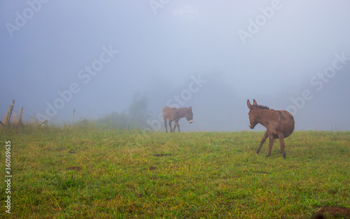 Two donkeys in morning fog. Animals grazing in the meadow. Defocused donkeys in misty haze. Countryside background. Foggy weather in mountains. Rural landscape. Farm concept. 