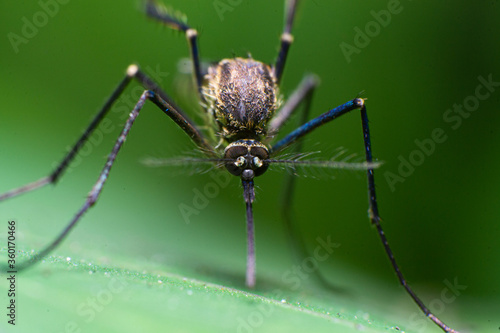beautiful macro closeup shots of insects © kiran