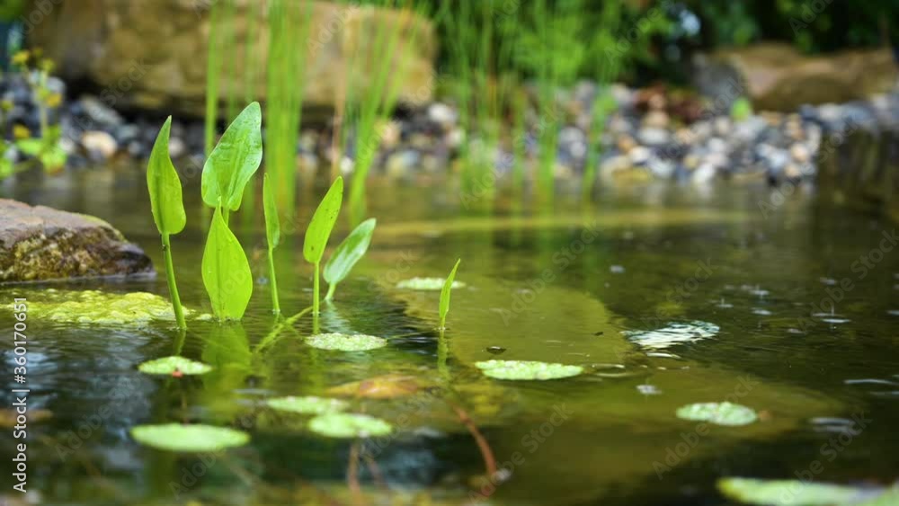 Rain Falling On The Pond Water With Lush Plants - close up Rain Falling On The Pond Water With Lush Plants - close up