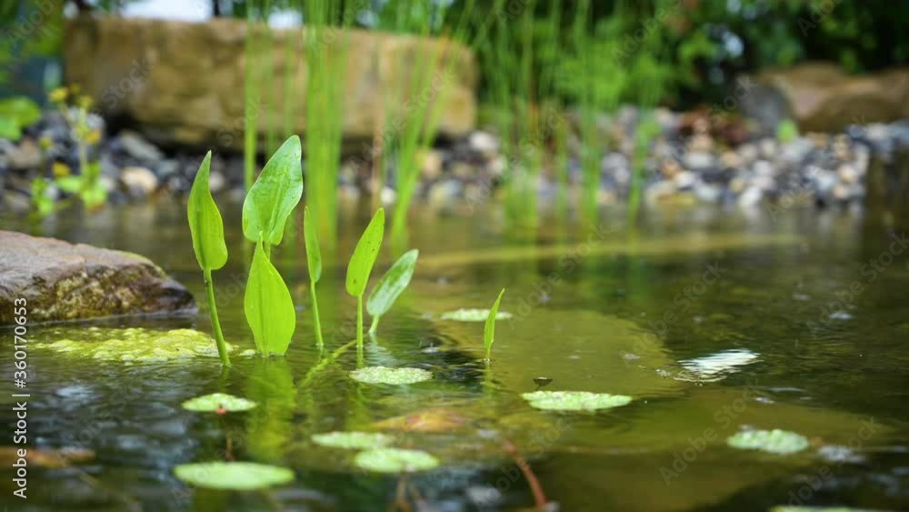 Raindrops Falling On The Pond With Water Plants During Rainy Season - Scenic View - close up Raindrops Falling On The Pond With Water Plants During Rainy Season - Scenic View - close up