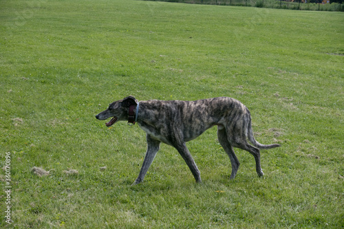 Greyhound at dog park