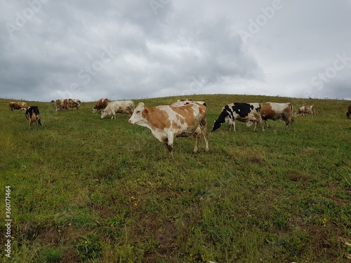 Mucche,pascolo,latte,biologico © Rik De Santis