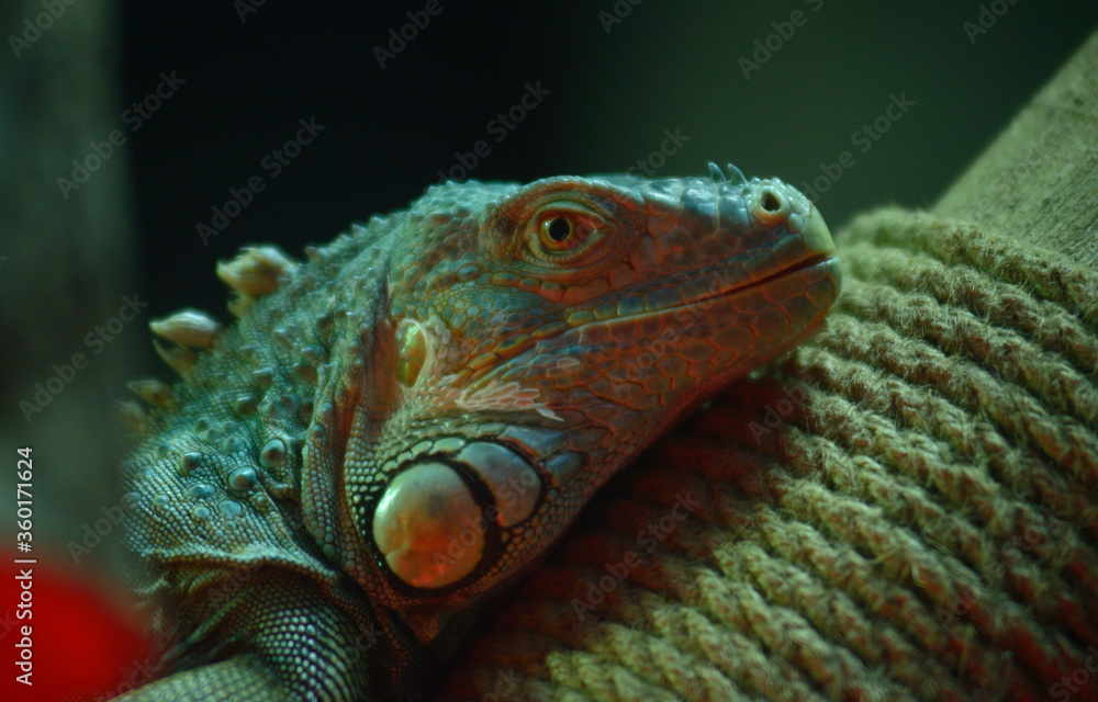 Fototapeta premium Green American iguana sitting on a trunk tree in an aviary of a zoo