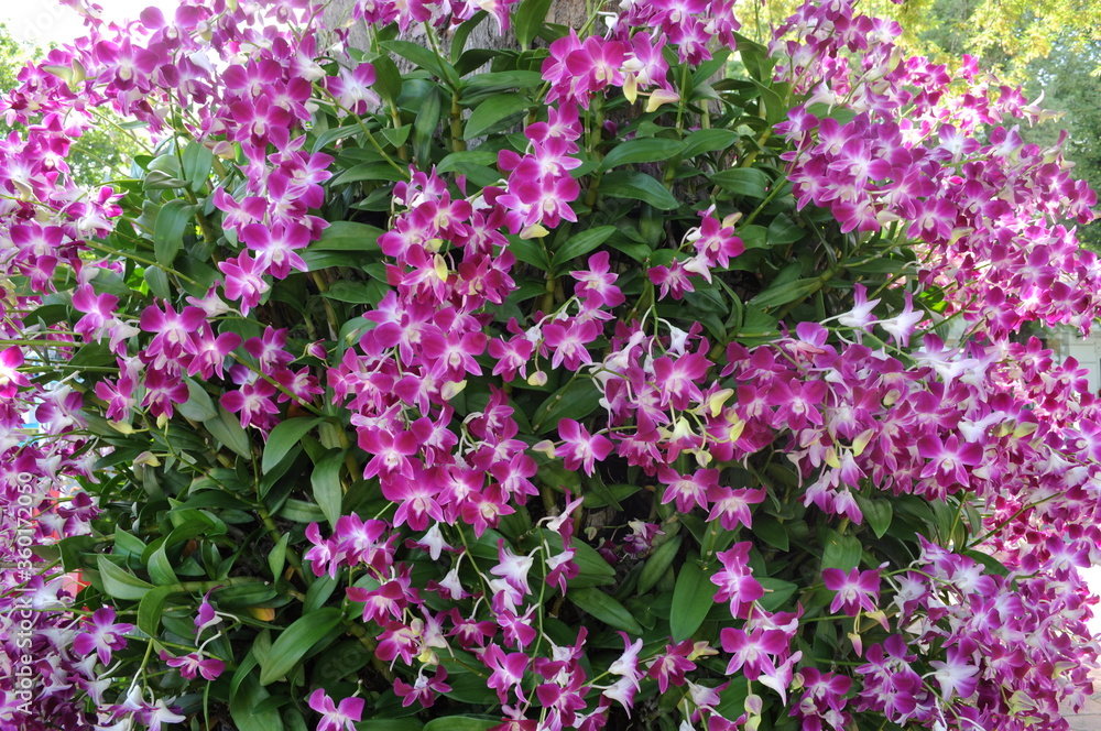 Orchid flowers in the bush look beautiful.Orchidaceae Orchid flowers in the bush look beautiful.Orchidaceae