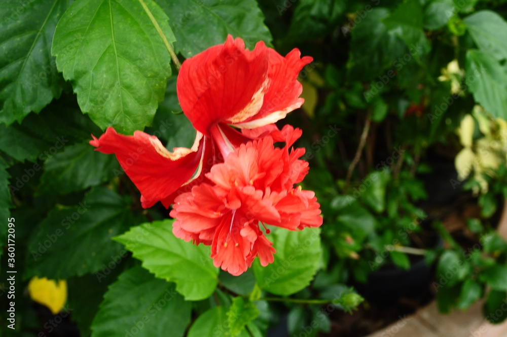 Beautiful red hibiscus rosa sinensis. Red flowers that dance like dance