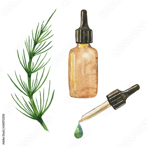 Horsetail field or Equisetum arvense extract in glass bottle. Herbal plant isolated on white background. Watercolor hand drawing illustration. Perfect for medical poster, cover, design.