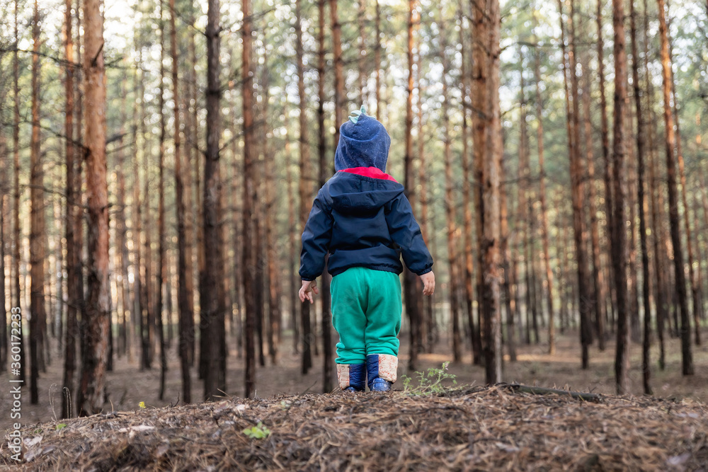 Cute adorable caucasian lonely toddler baby boy standing alone on hill during walk in fall coniferous pine woods at day time. Child lost in forest. Curious kid discover nature and world. Back view Cute adorable caucasian lonely toddler baby boy standing alone on hill during walk in fall coniferous pine woods at day time. Child lost in forest. Curious kid discover nature and world. Back view