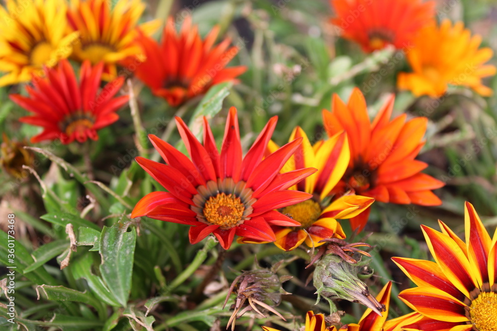 GAZANIA - AFRICAN DAISY. Belonging, botany.
A Fresh GAZANIA - AFRICAN DAISY in the Ghani Bagh of Hayatabad Peshawar. Peshawar is known as the city of flowers in Pakistan due to its conformity for cult GAZANIA - AFRICAN DAISY. Belonging, botany.
A Fresh GAZANIA - AFRICAN DAISY in the Ghani Bagh of Hayatabad Peshawar. Peshawar is known as the city of flowers in Pakistan due to its conformity for cult