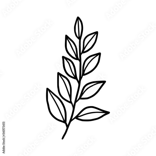 Hand drawn monochrome plant  leaf  and foliage element for wedding invitation  logo  symbol  greeting cards  decor  botanical icon  or banner. Summer  spring  and autumn botany element