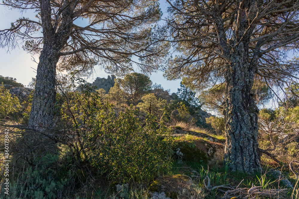 Peña Muñana trasl los pinos. Madrid. España. Europa.