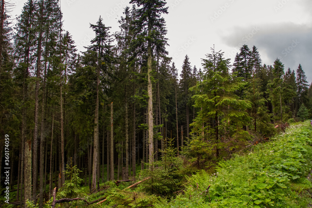 The mountains. Hiking in the mountains. Rainy day in the mountains. Summer in the mountains. Тatras. The mountains. Hiking in the mountains. Rainy day in the mountains. Summer in the mountains. Тatras.