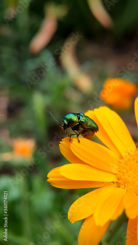 Bug on yellow flower